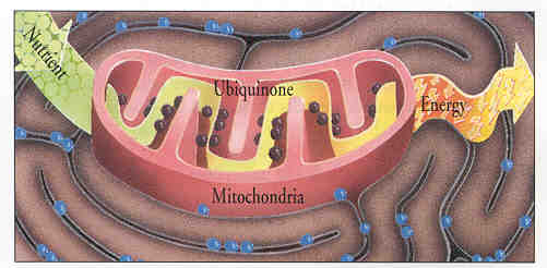 q10-mitochondria